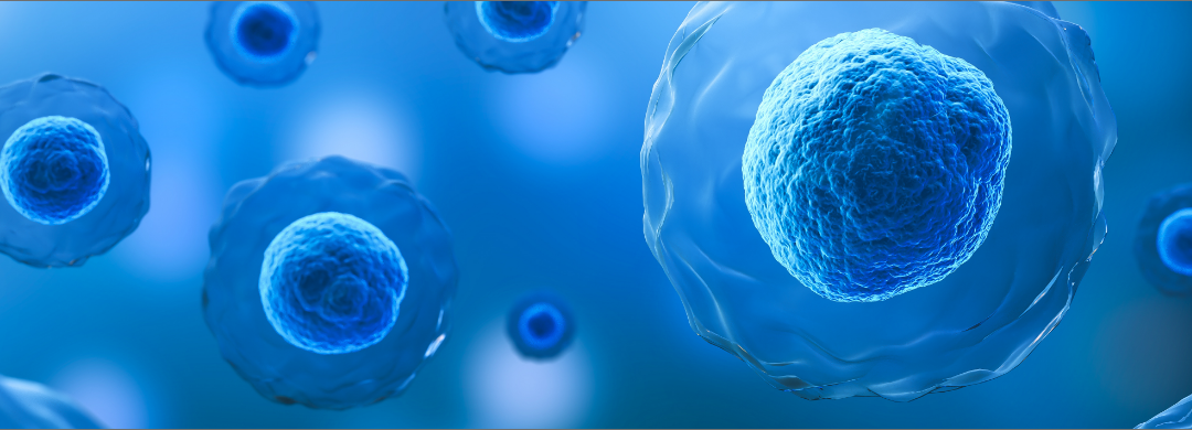 Specific imaging of CD8 + T-Cell dynamics with a nanobody radiotracer against human CD8β